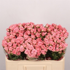 R Tr Odilia 50cm 55+