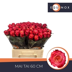R Gr Mai Tai 60cm 5cm