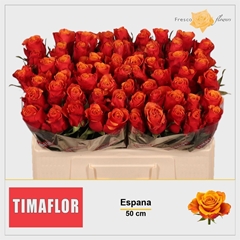 R Gr Espana 50cm