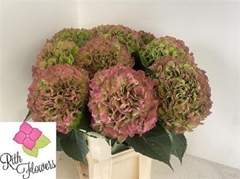 Hydr Verena Classic 100cm 24cm Ø