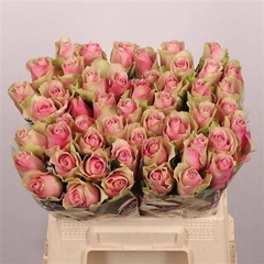 R Gr Belle Rose 40cm