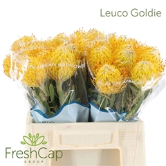 Leuco Conocar Goldie 40cm