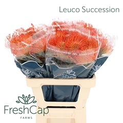 Leuco Co Succession 60cm