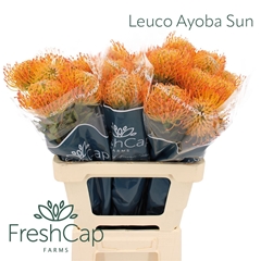 Leuco Ayoba Sun 60cm