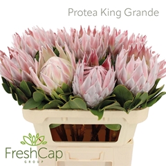 Protea Grande 70cm