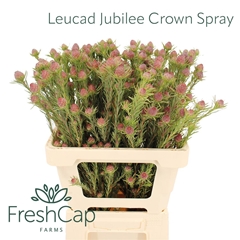 Leucad Jubilee Crown 50cm