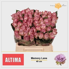 R Gr Memory Lane! 40cm