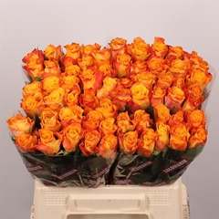 R Gr Marie-claire! 40cm