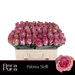 R Gr Paloma Steffi 50cm 5cm