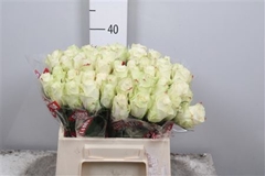 R Gr Athena 40cm