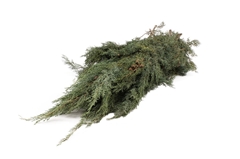 Cupres Ar Glauca Kg 80cm