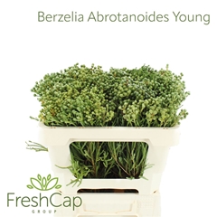 Berzelia Abrotanoide 50cm
