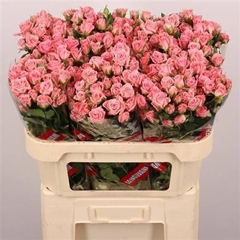 R Tr Odilia 70cm 55+