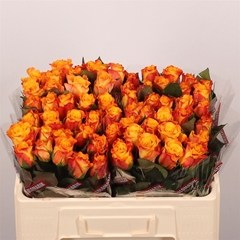 R Gr Marie-claire! 50cm