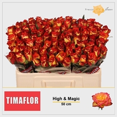 R Gr High & Magic 50cm