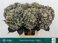 Hydr M Roy Opera Cl 80cm 22cm Ø