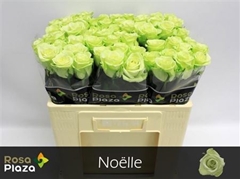 R Gr Noelle! 50cm