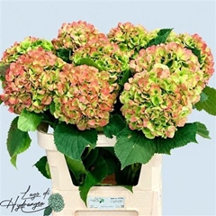 Hydr Verena Classic 80cm 22cm Ø