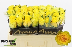 R Gr Golden Smile 50cm