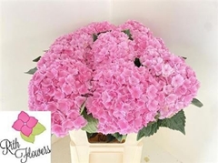 Hydr M R Pi Highness 80cm 21cm Ø