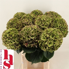 Hydr M Ro Bree Cl Rs 80cm 24cm Ø