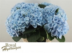Hydr M Verena Blue 60cm 20cm Ø