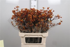 Anigoz Bush Sunset 80cm