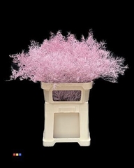 Limonium Light Pink