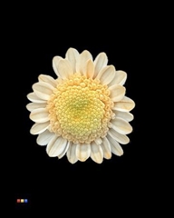 Chr T Stallion Dusty Pastel Orange