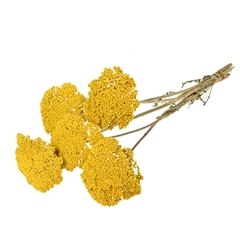 Dried Flowers 100 Gram 50cm