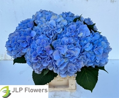 Hydr M Verena Blue 60cm 18cm Ø