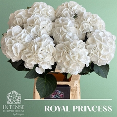 Hydr M Royal Princes 65cm 18cm Ø