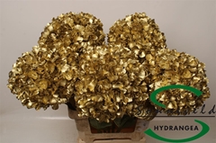 Hydra Ov Colortreated 65cm 21cm Ø