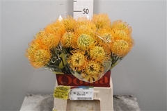 Leuco Jelena 50cm