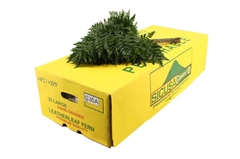 Leatherleaf 55cm
