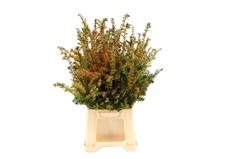 Taxus Ba Fastigia Bs 50cm