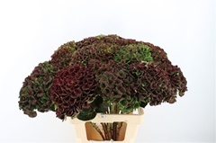 Hydr M Mag Charlotte 70cm 20cm Ø
