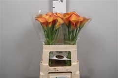 Zanted Dutch Glory 60cm