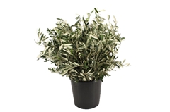 Olea Europaea Pb 60cm 300gram