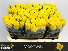 R Gr Moonwalk