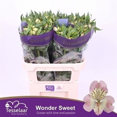 Alstr Wonder Sweet 70gr Ex