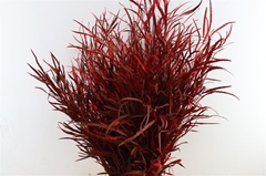 Snijbloemen Klb H% 80cm 200gram