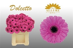 Germini Dolcetto 50cm 7cm Ø