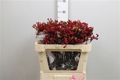 Anigoz Early Spring 70cm