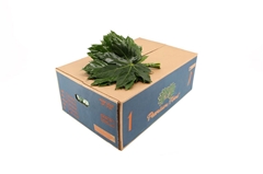 Fatsia Japonica Bs 25cm