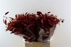 Eucalyp Klb Bs H% 65cm 300gram