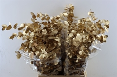 Euc Cin Klb P Bunch H% 70cm 200gram