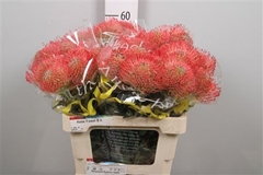 Leuco Ayoba Pink 60cm