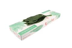 Aspidistra E Per Bunch 60cm