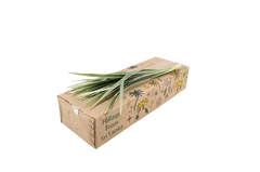 Ophiopogon T Grass Bont 50cm